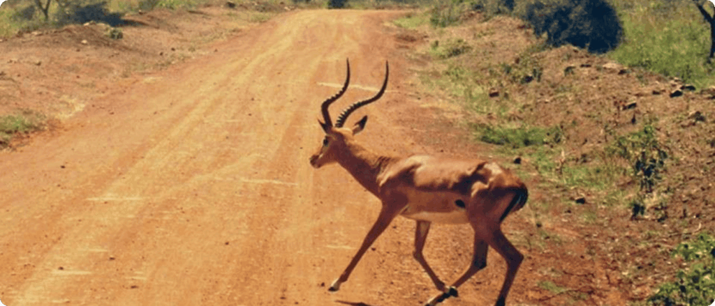 9 Days Amboseli, Tsavo East & West & Diani Beach Safari