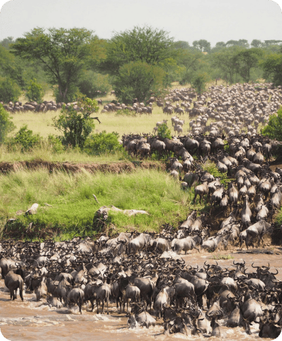 5 Days Masai Mara, Lake Nakuru & Lake Naivasha Safari