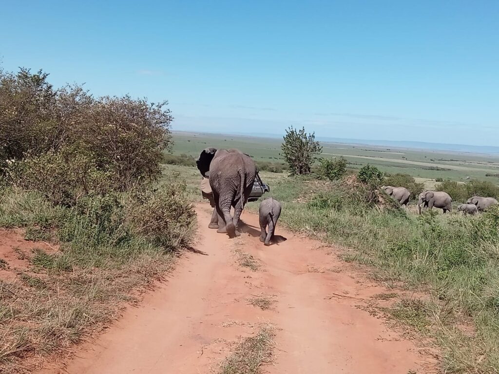 7 Days Masai Mara, Lake Nakuru, Lake Naivasha & Amboseli Safari