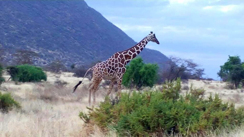 10 Days Kenyan Coast & Bush Safari