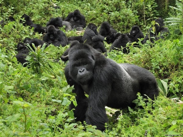 3-Day Uganda Gorilla Trekking Safari