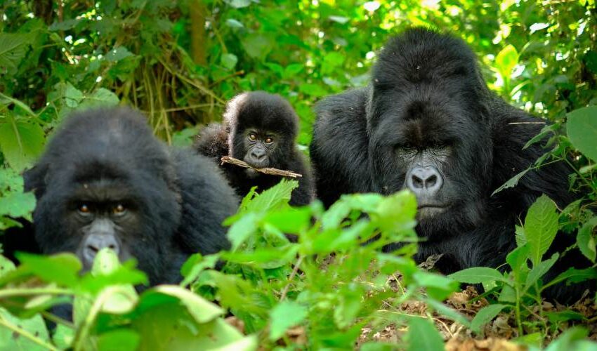 Rwanda Africa Safari 5 Days