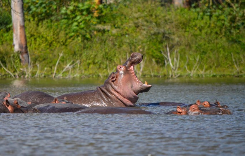12 Days Kenyan bush Safari