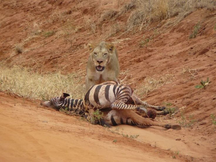 10 Days Kenyan Bush  Safari