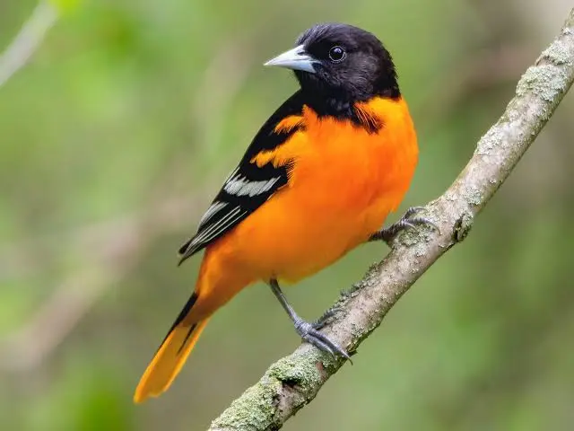 Bird Watching Safaris